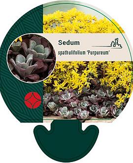 Sedum spathulifolium 'Purpureum' Pot 9 cm