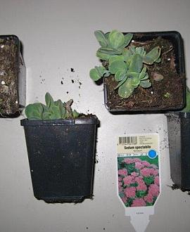Sedum spectabile 'Brillant' Pot 9 cm