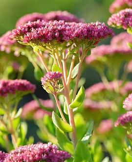Sedum spectabile 'Brillant' Pot 9 cm