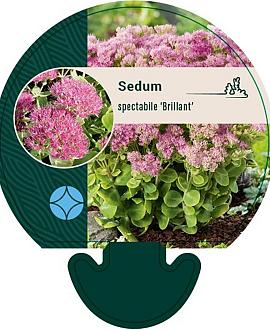 Sedum spectabile 'Brillant' Pot 9 cm