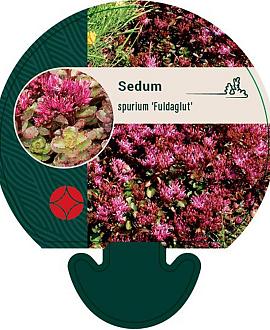 Sedum spurium 'Fuldaglut' Pot 9 cm