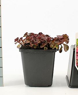 Sedum spurium 'Fuldaglut' Pot 9 cm