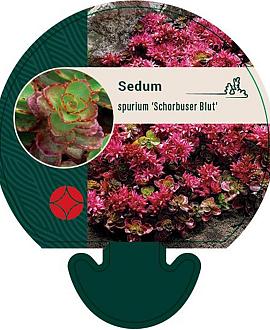 Sedum spurium 'Schorbuser Blut' Pot 9 cm