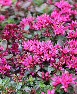 Sedum spurium 'Schorbuser Blut' Pot 9 cm