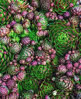 Sempervivum tectorum Pot 9 cm