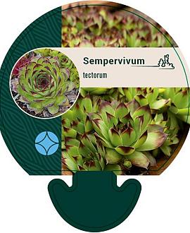 Sempervivum tectorum Pot 9 cm