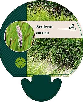 Sesleria autumnalis Pot 9 cm
