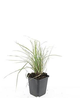 Sesleria autumnalis Pot 9 cm