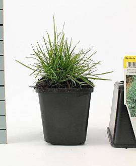 Sesleria caerulea Pot 9 cm