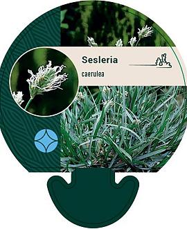 Sesleria caerulea Pot 9 cm