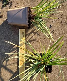 Sesleria nitida Pot 9 cm