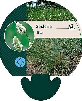 Sesleria nitida Pot 9 cm