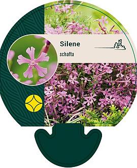 Silene schafta Pot 9 cm