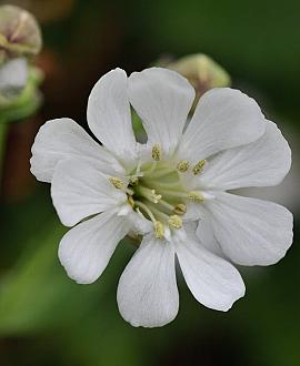 Silene u. 'Weisskehlchen' Pot 9 cm