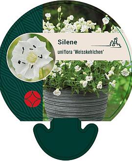 Silene u. 'Weisskehlchen' Pot 9 cm