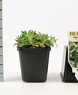 Silene u. 'Weisskehlchen' Pot 9 cm