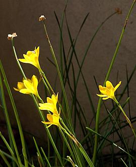 Sisyrinchium californicum Pot 9 cm
