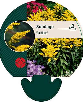 Solidago 'Goldkind' Pot 9 cm