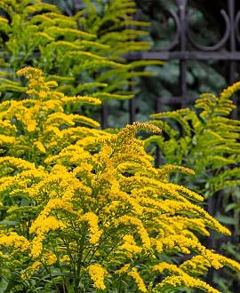 Solidago 'Goldkind' Pot 9 cm