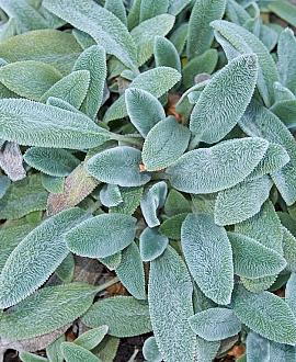Stachys byzantina Pot 9 cm