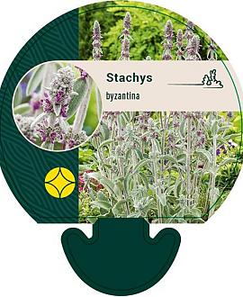 Stachys byzantina Pot 9 cm