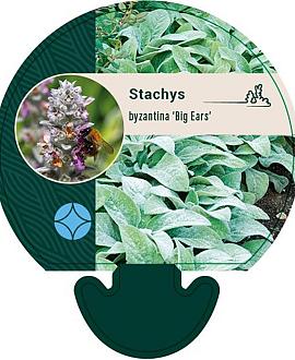 Stachys byzantina 'Big Ears' Pot 9 cm