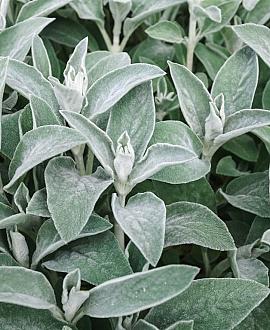 Stachys byzantina 'Big Ears' Pot 9 cm