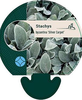 Stachys byzantina 'Silver Carpet' Pot 9 cm
