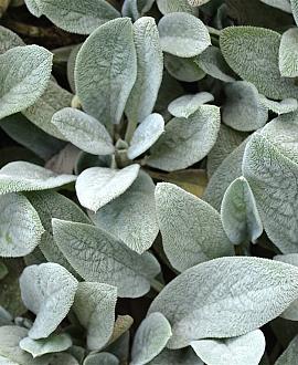 Stachys byzantina 'Silver Carpet' Pot 9 cm