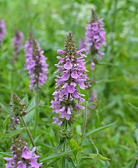 Stachys palustris Pot 9 cm