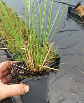 Stipa gigantea Pot 9 cm
