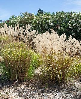 Stipa gigantea Pot 9 cm