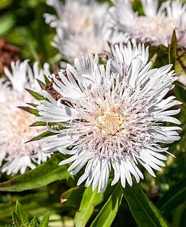 Stokesia laevis 'Alba' Pot 9 cm