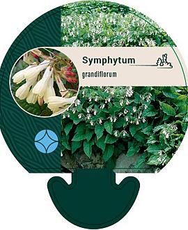 Symphytum grandiflorum Pot 9 cm