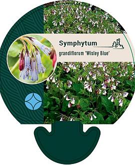 Symphytum grand. 'Wisley Blue' Pot 9 cm