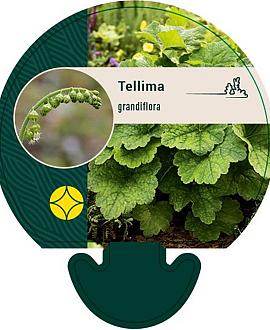 Tellima grandiflora Pot 9 cm