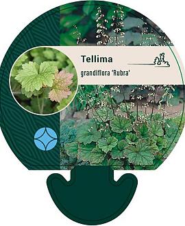Tellima grandiflora 'Rubra' Pot 9 cm