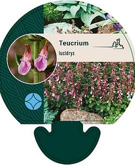 Teucrium lucidrys Pot 9 cm