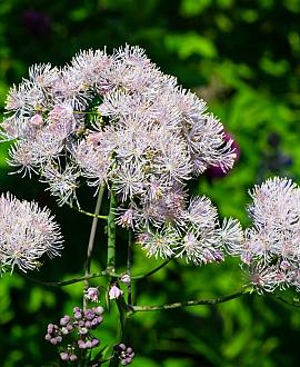 Thalictrum aquilegifolium Pot 9 cm