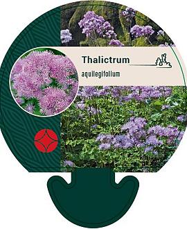 Thalictrum aquilegifolium Pot 9 cm