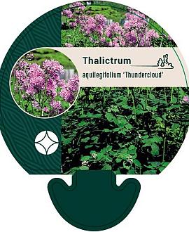 Thalictrum a. 'Thundercloud' Pot 9 cm