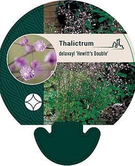 Thalictrum del. 'Hewitt's Double' Pot 9 cm