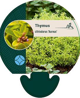 Thymus citriod. 'Aureus' Pot 9 cm