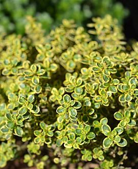 Thymus citriod. 'Aureus' Pot 9 cm