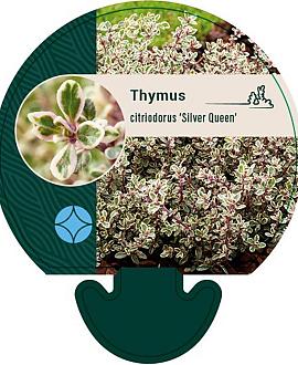 Thymus citriod. 'Silver Queen' Pot 9 cm