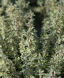 Thymus citriod. 'Silver Queen' Pot 9 cm