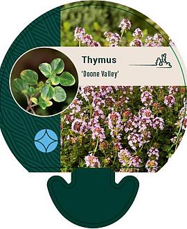 Thymus 'Doone Valley' Pot 9 cm