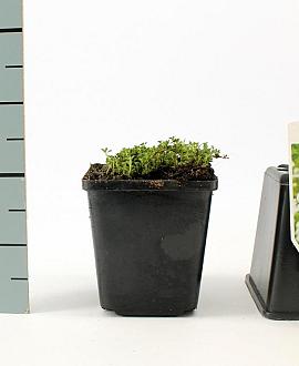 Thymus praecox 'Albiflorus' Pot 9 cm