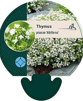 Thymus praecox 'Albiflorus' Pot 9 cm
