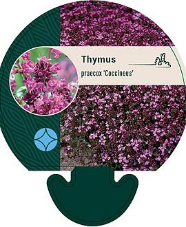 Thymus praecox 'Coccineus' Pot 9 cm